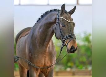 Gelding 5 years