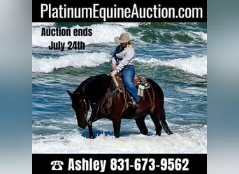 American Quarter Horse, Gelding, 11 years, 15 hh, Black, in Bitterwater Ca,