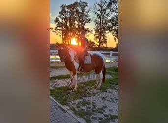 7 Jahre reiterfahrung sucht passende Reitbeteiligung