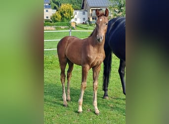 Westphalian, Stallion, Foal (06/2024), Chestnut-Red, in Borchen,