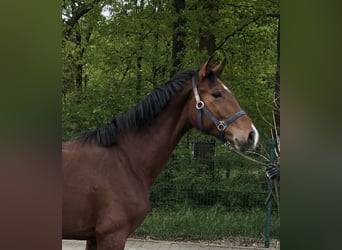 Rhinelander, Stallion, 2 years, 14.3 hh, Brown, in Verl,