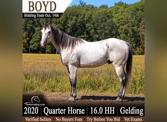 American Quarter Horse, Castrone, 6 Anni, 163 cm, Grigio, in Saint Joe, IN
