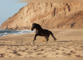Lusitano, Stallion, 5 years, 15.3 hh, Gray, in Rio Maior,