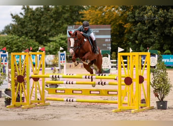 Mare 5 years