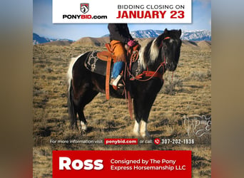 Plus de poneys/petits chevaux, Hongre, 9 Ans, 112 cm, in Powell, WY,