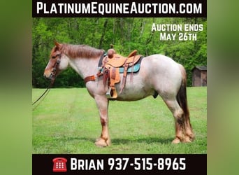 American Quarter Horse, Wallach, 5 Jahre, Roan-Red, in Russellville, OH,