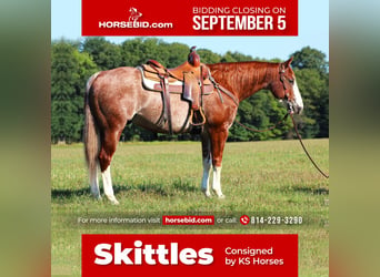 Quarter horse américain, Hongre, 8 Ans, 150 cm, Rouan Rouge, in Brookville, PA,