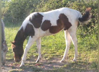Paint Horse, Étalon, 1 Année, 150 cm, Tobiano-toutes couleurs, in Saint-Gilles,