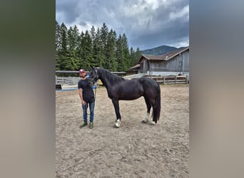 Barockpinto, Wallach, 5 Jahre, 165 cm, Rappe, in Achenkirch