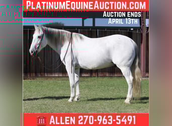 Caballo cuarto de milla, Caballo castrado, 13 años, 157 cm, Tordo, in LIpan TX