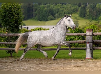 Lipizzaner, Ruin, 9 Jaar, 160 cm, Gevlekt-paard, in Trnovska vas,