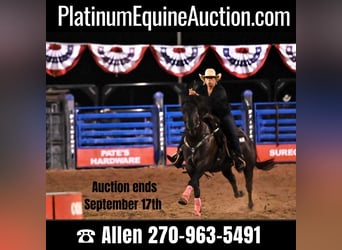 American Quarter Horse, Gelding, 6 years, 15.2 hh, Black, in Breckenridge TX,