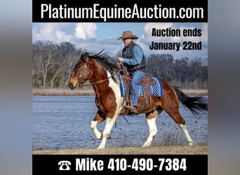 Draft Horse, Gelding, 6 years, Tobiano-all-colors, in Moutain Grove MO,