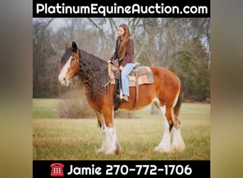 Draft Horse, Gelding, 13 years, 17.1 hh, Roan-Bay, in Auburn KY,