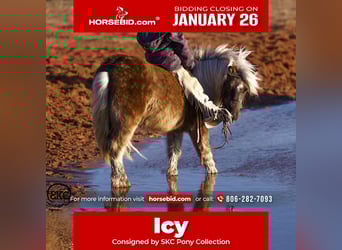 Weitere Ponys/Kleinpferde, Wallach, 5 Jahre, 102 cm, Schimmel, in Canyon, TX