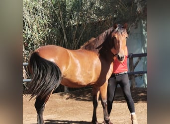 Andalusiër, Merrie, 4 Jaar, 154 cm, Bruin, in Adra Almeria,