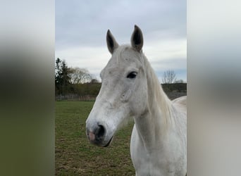 Holstein, Mare, 17 years, 16.1 hh, Gray, in Userin,
