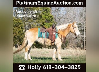 American Quarter Horse, Castrone, 12 Anni, 150 cm, Sauro ciliegia, in Greenville KY,