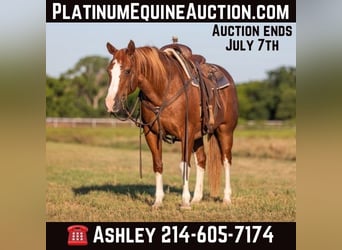 American Quarter Horse, Wallach, 13 Jahre, 147 cm, Dunkelfuchs, in Weatherford TX,