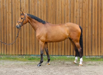 Hanoverian, Mare, 8 years, 16.3 hh, Brown, in Uetze,