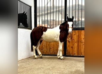 Plus de chevaux à sang chaud Croisé, Étalon, 3 Ans, 140 cm, in Feldkirchen-Westerham,