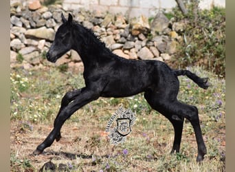 Menorquin, Stallion, Foal (04/2024), 16.1 hh, Black, in Ciutadella,