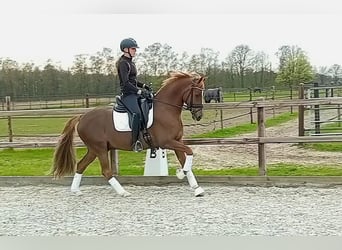 German Riding Pony, Gelding, 10 years, 14.2 hh, Chestnut, in Veldhoven,