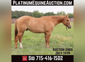 American Quarter Horse, Wallach, 3 Jahre, 145 cm, Red Dun, in Adair OK,