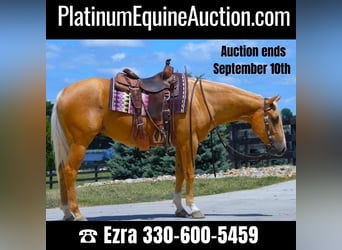 American Quarter Horse, Wallach, 5 Jahre, 152 cm, Palomino, in Wooster, OH,