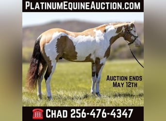 American Quarter Horse, Wallach, 5 Jahre, 160 cm, Overo-alle-Farben, in MT Hope AL,