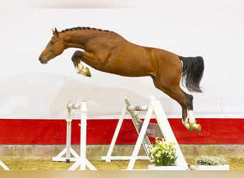 Zangersheider, Stallion, 3 years, 16.2 hh, Brown, in Waddinxveen,