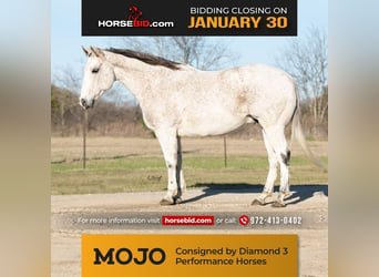 Quarter horse américain, Hongre, 13 Ans, 147 cm, Gris, in Ravenna, TX,