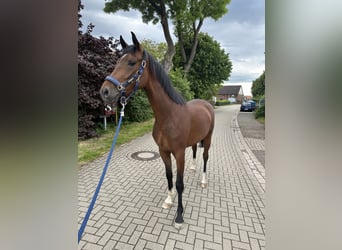 Mare 3 years