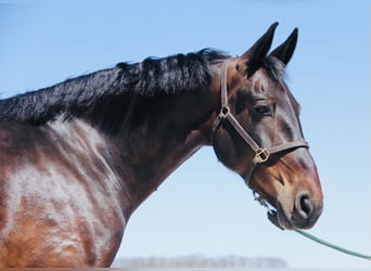 Friesen Mix, Wallach, 6 Jahre, 160 cm, Rotbrauner, in Cambridge, IA,