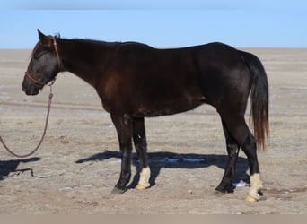 American Saddlebred, Wallach, 10 Jahre, 142 cm, Rappe, in Nunn,