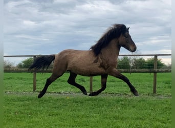 Icelandic Horse, Stallion, 4 years, 14 hh, Dun, in Bücken,