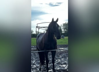 Gelding 15 years