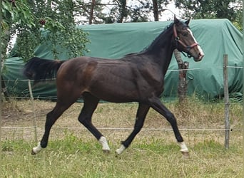 Hengst 1 Jahr