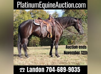 Quarter horse américain, Hongre, 5 Ans, 152 cm, Noir, in Cherryville NC,