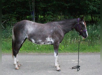 Tennessee Walking Horse, Stute, 2 Jahre, 140 cm, Sabino, in Smethport