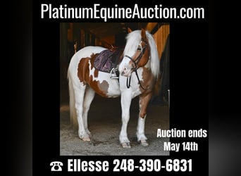 Haflinger, Gelding, 13 years, 14.2 hh, Tobiano-all-colors, in HIghland MI,