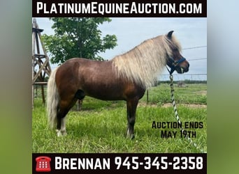 American Quarter Horse, Wallach, 2 Jahre, 91 cm, Roan-Red, in Fairfield TX,