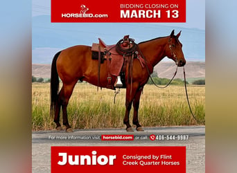 American Quarter Horse, Wallach, 12 Jahre, Rotbrauner, in Drummond, MT,