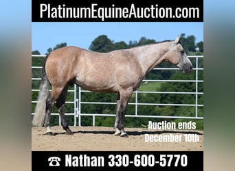 Quarter horse américain, Hongre, 7 Ans, 152 cm, Buckskin, in Millersburg, OH,