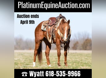 American Quarter Horse, Wallach, 6 Jahre, 147 cm, Rotfuchs, in Lewistown IL,