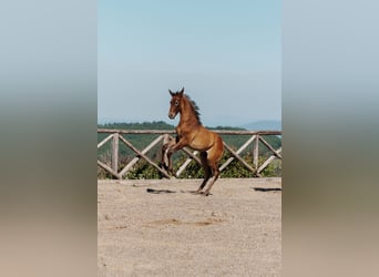 PRE, Stallone, Puledri (04/2026), Può diventare grigio, in Cana
