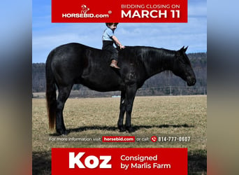 Quarter horse américain, Hongre, 7 Ans, 147 cm, Rouan Bleu, in Rebersburg, PA,