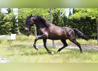 PRE, Stallion, 9 years, 17.2 hh, Black, in NAVAS DEL MADRONO,