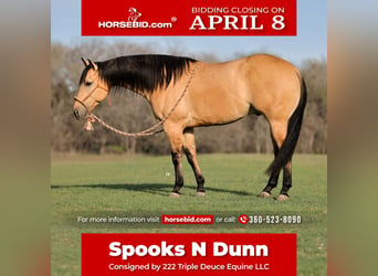 Quarter horse américain, Hongre, 6 Ans, 150 cm, Isabelle, in Weatherford,