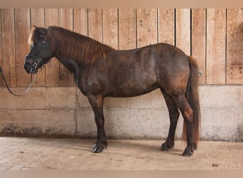 Icelandic Horse, Mare, 8 years, 13,2 hh, Black, in Pfalzgrafenweiler,